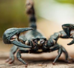 scorpion venom