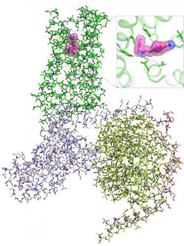 This illustration shows the chemical architecture of amino acids that make up the 5-HT2A serotonin receptor complex bound to a psychedelic compound (pink, top) [Credit: Roth Lab (UNC School of Medicine)].