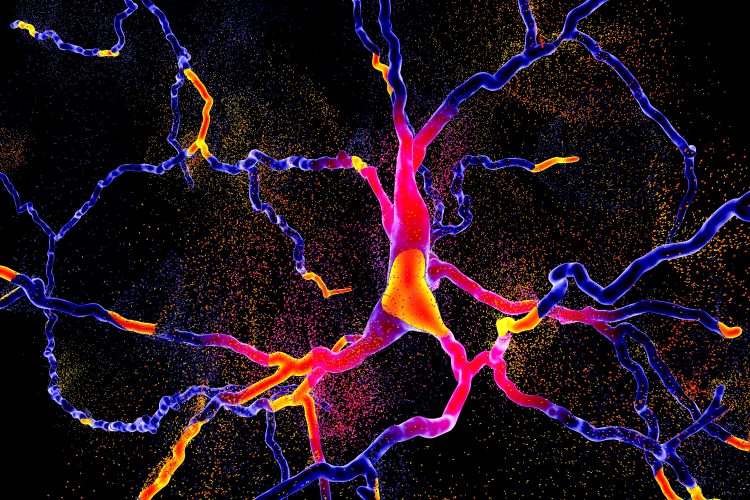 Neurons with SCA1