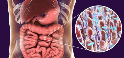 Gut with microbiome closeup