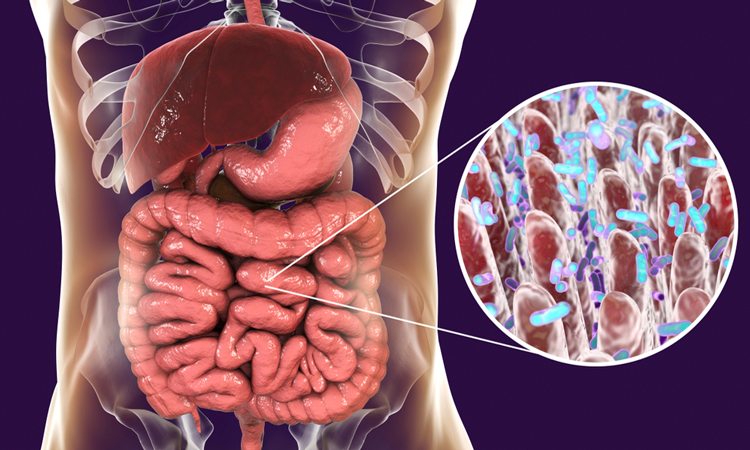 Gut with microbiome closeup