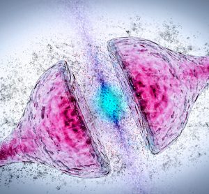 synaptic plasticity