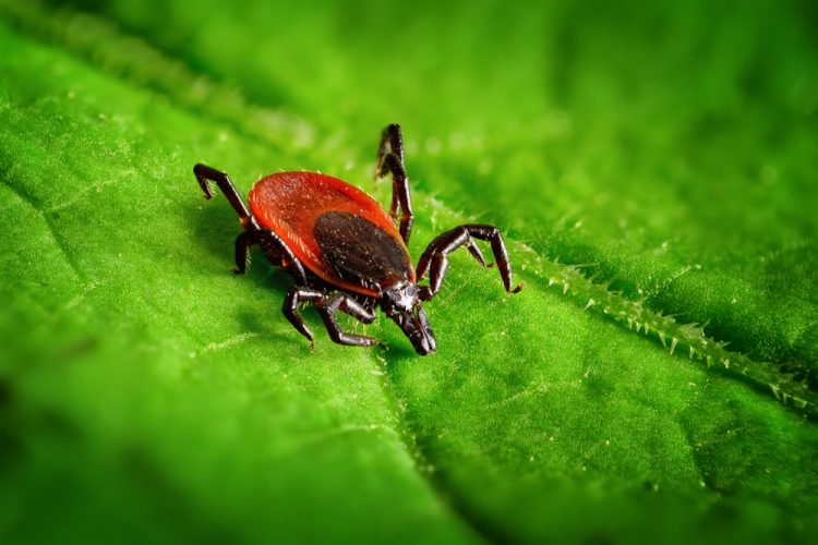 Tick containing Lyme disease on leaf