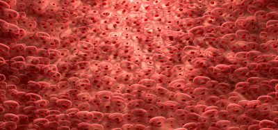heart cells