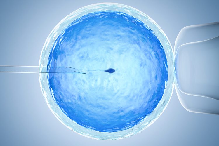 in vitro fertilisation