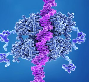 p53 binding to DNA
