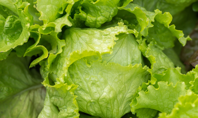 Lettuce leaves