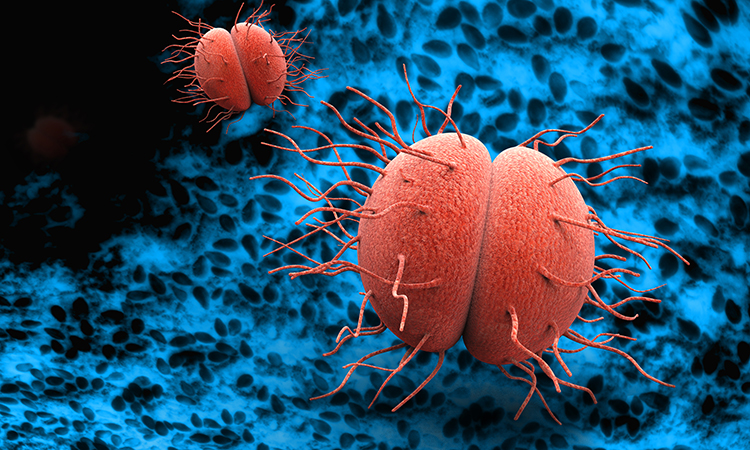 Bacteria Neisseria gonorrhoeae or Neisseria meningitidis, gonococcus and meningococcus