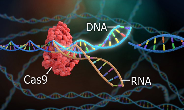 CRISPR gene editing