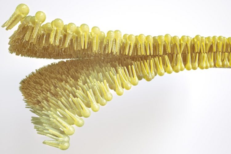 Lipids - lipid layer