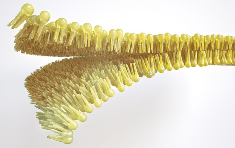 Lipids - lipid layer