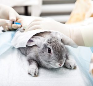 Rabbit in laboratory injected with drug