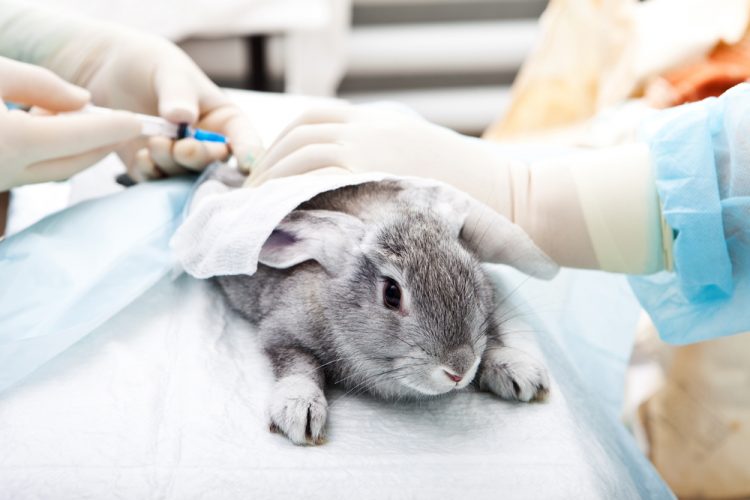 Rabbit in laboratory injected with drug