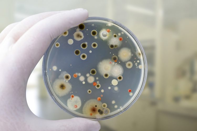 Bacteria and fungi