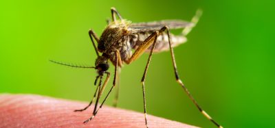 Malaria mosquito