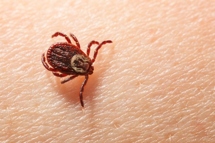 Ticks could hold the answer to COVID-19 treatment