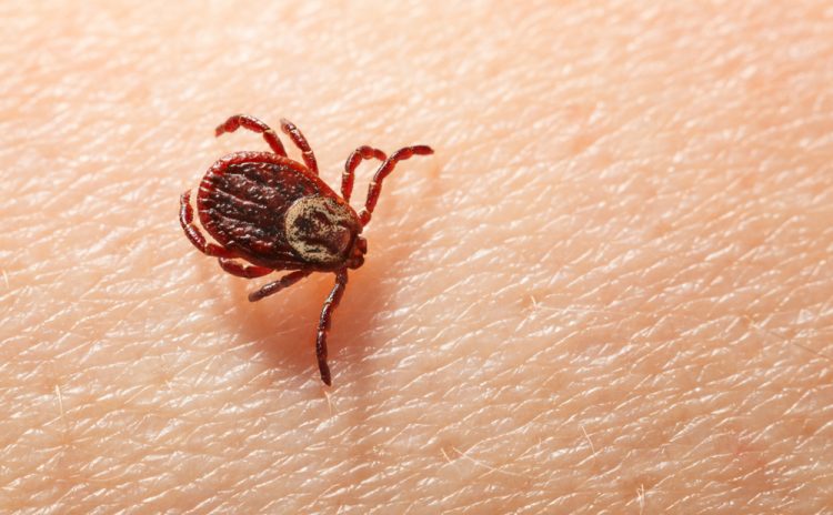 Ticks could hold the answer to COVID-19 treatment