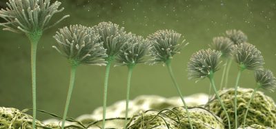 Fungal infection
