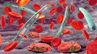 Malaria,Pathogen,Causing,Malaria,Illness,And,Blood,Cells,Into,Blood