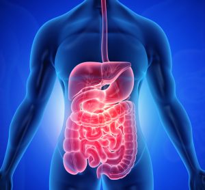 Human intestine model