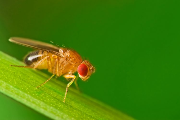 Fruit fly on leaf