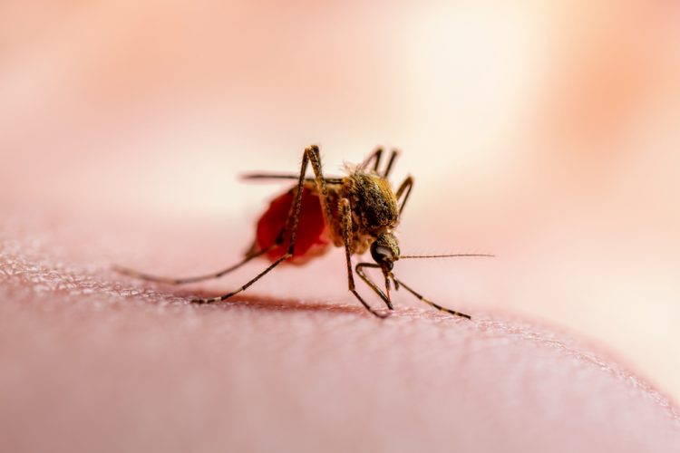 Malaria parasite