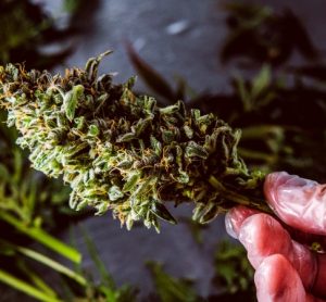 Cannabinoids