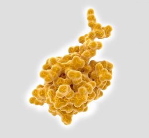 Ubiquitin molecule