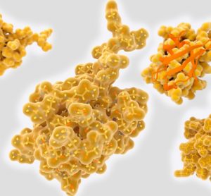 Structure of ubiquitin