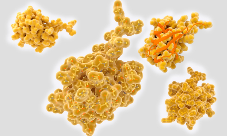 Structure of ubiquitin