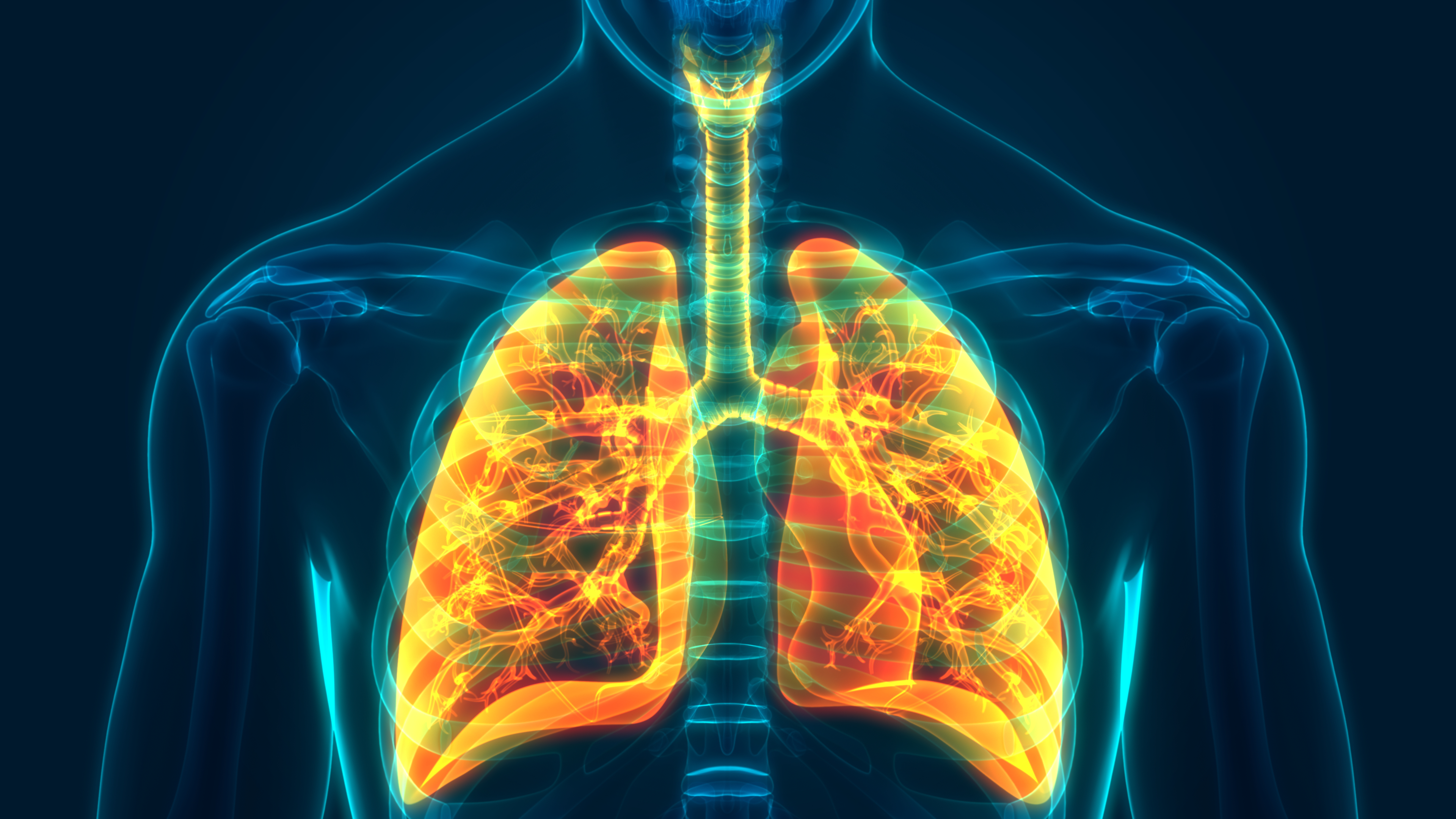 3D medical illustration showing human lungs highlighted in orange and yellow, depicting inflammation or disease within the respiratory system