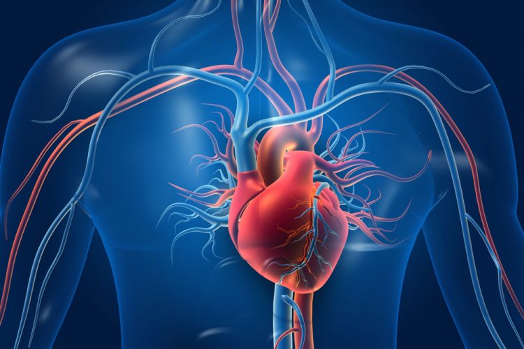 Human heart with blood vessels in model