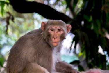 Rhesus macaque