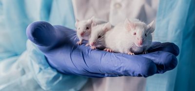 Researcher holding three mice