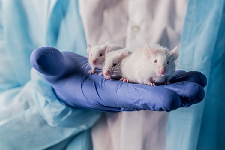 Researcher holding three mice