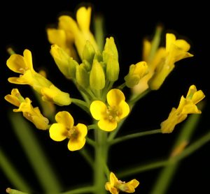 Erysimum cheiranthoides