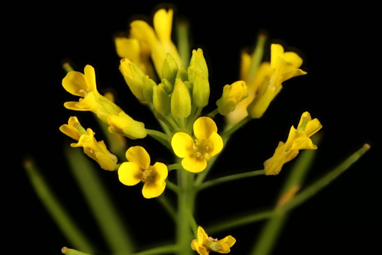 Erysimum cheiranthoides