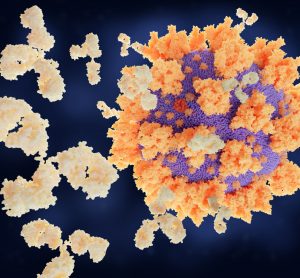 Coronavirus antibodies