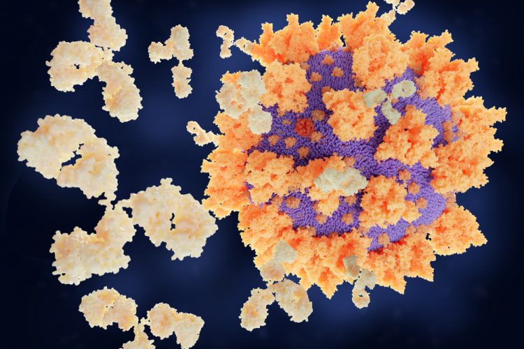 Coronavirus antibodies