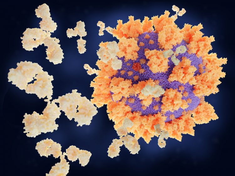 Coronavirus antibodies