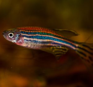 A zebrafish