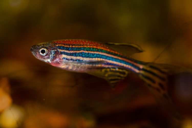 A zebrafish