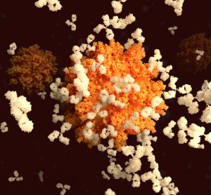 COVID-19 antibodies from llamas