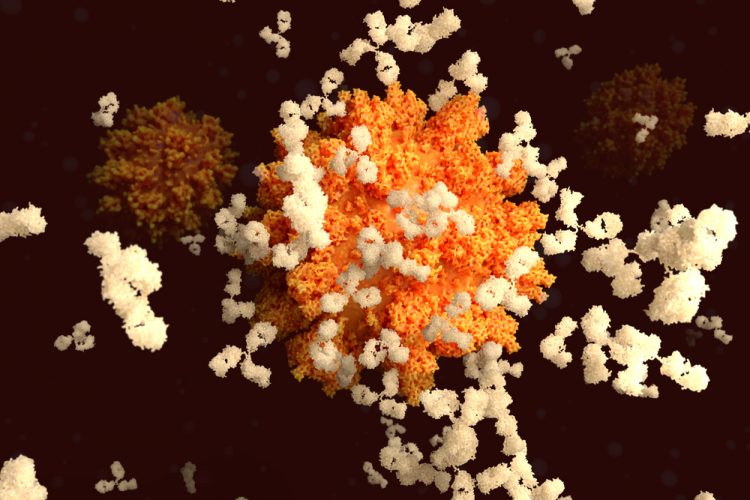 COVID-19 antibodies from llamas