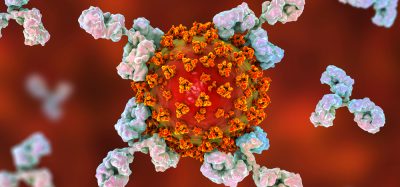 Antibodies attacking coronavirus cell