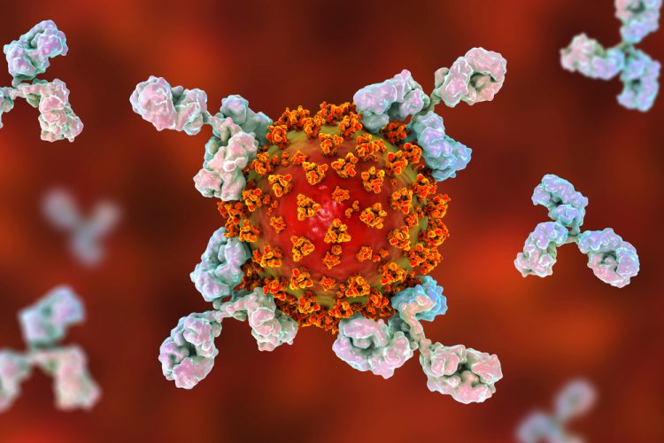 Antibodies attacking coronavirus cell