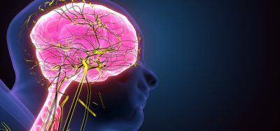 peripheral nervous system