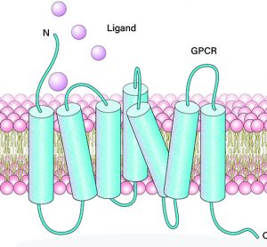 GPCR