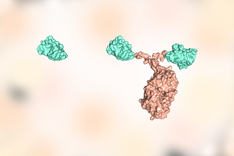 The promise of therapeutic nanobodies