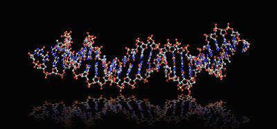 DNA strand or aptamer sitting on reflective surface against black background; double stranded DNA aptamer in ball and stick 3d rendering